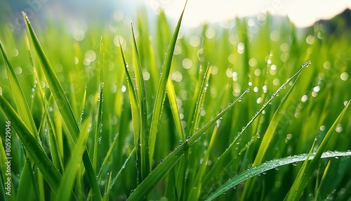 grass glisten with morning dew, evoking freshness and vitality dewy green grass drop background