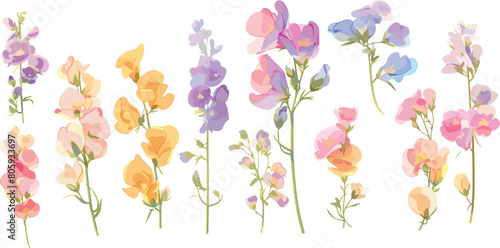 sweet pea clipart vector for graphic resources