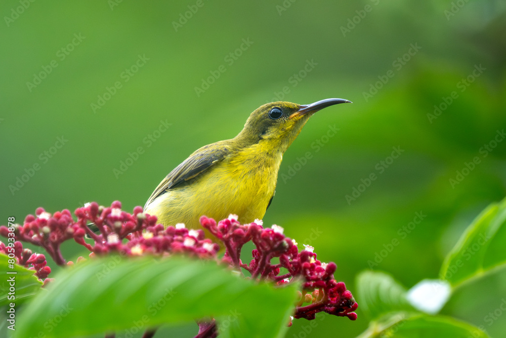 Fototapeta premium Female Ornate sunbird (Cinnyris ornatus) close up in Sinapore.