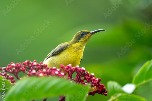 Photography Female Ornate sunbird (Cinnyris ornatus) close up in Sinapore.