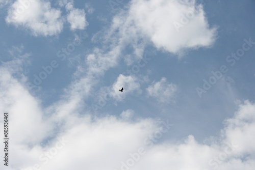 kite in the sky (ID: 805936461)