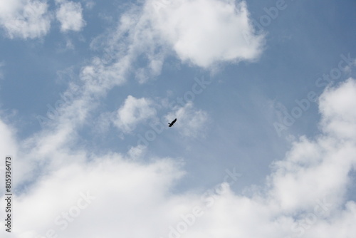 birds in the sky (ID: 805936473)