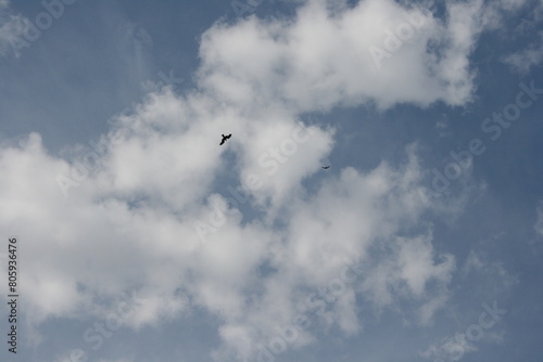 birds in the sky (ID: 805936476)
