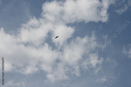 birds in flight (ID: 805936477)