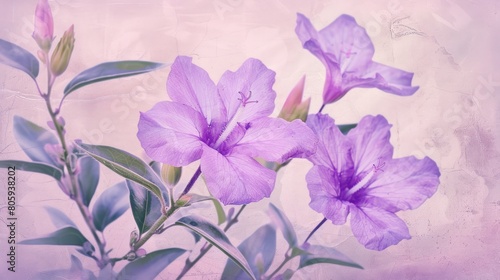 Beautiful violet ruellia tuberosa romantic flowers texture for background. Generated AI image © is