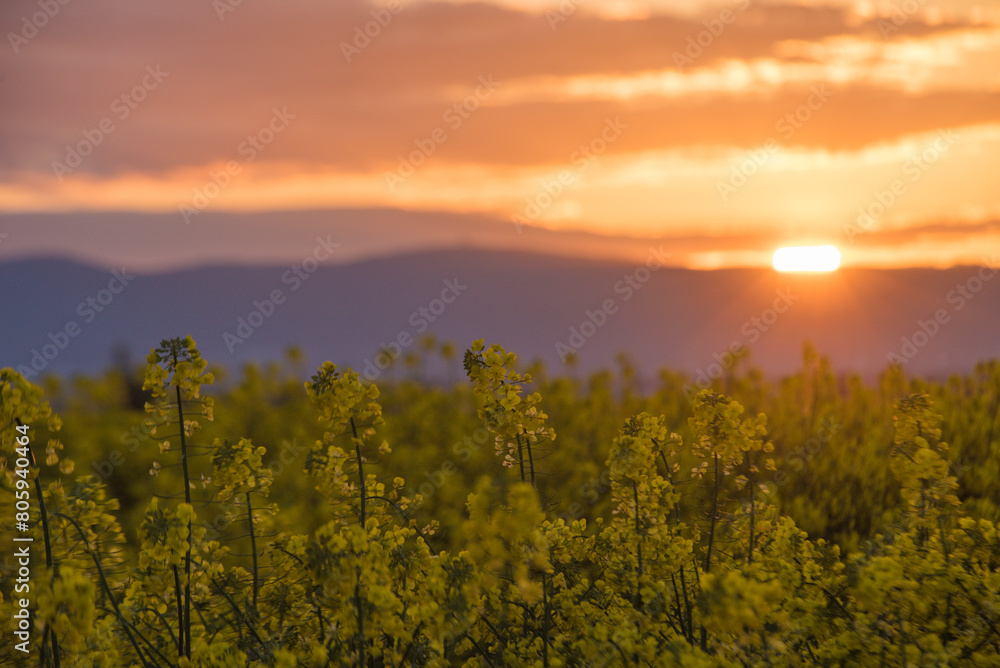 Rapsfeld am Abend 