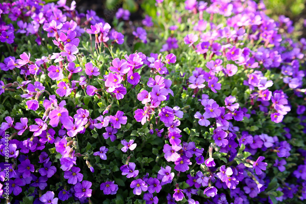 Naklejka premium Small purple flowers blooming in spring like a purple carpet