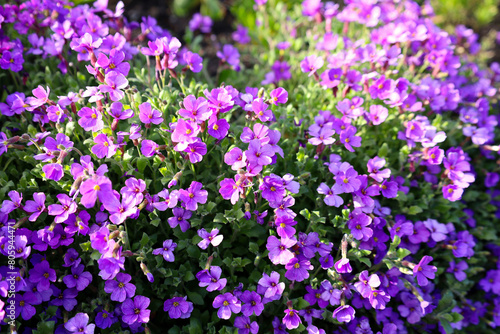 Small purple flowers blooming in spring like a purple carpet