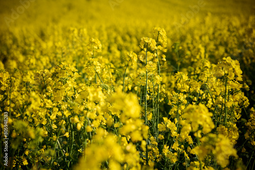Yellow rapeseed flowers in the field on a sunny day