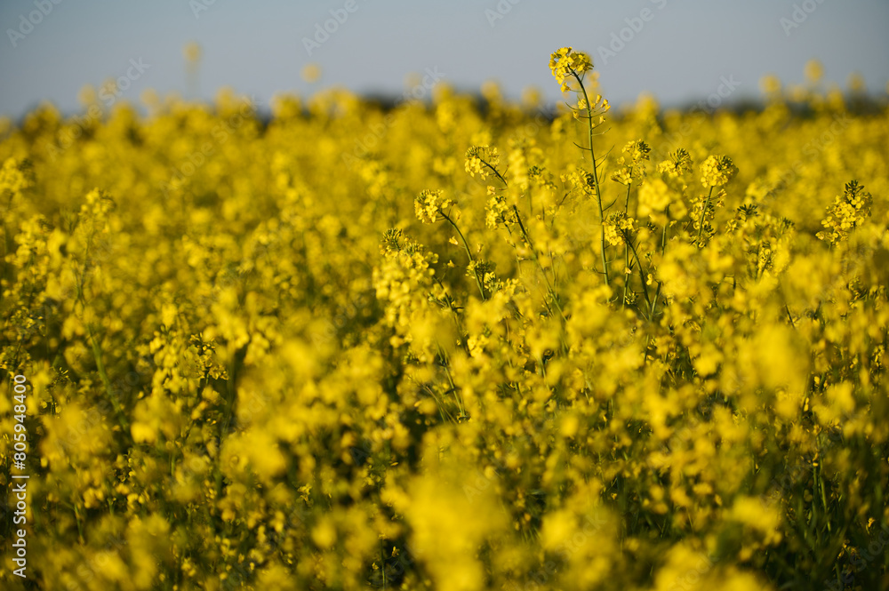 Obraz premium A field of blooming rapeseed with several flowering plants canola standing out