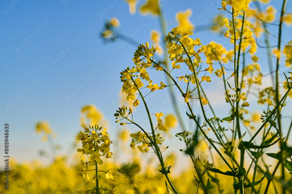 Yellow blooming canola flowers in a rapeseed field Yellow blooming canola flowers in a rapeseed field