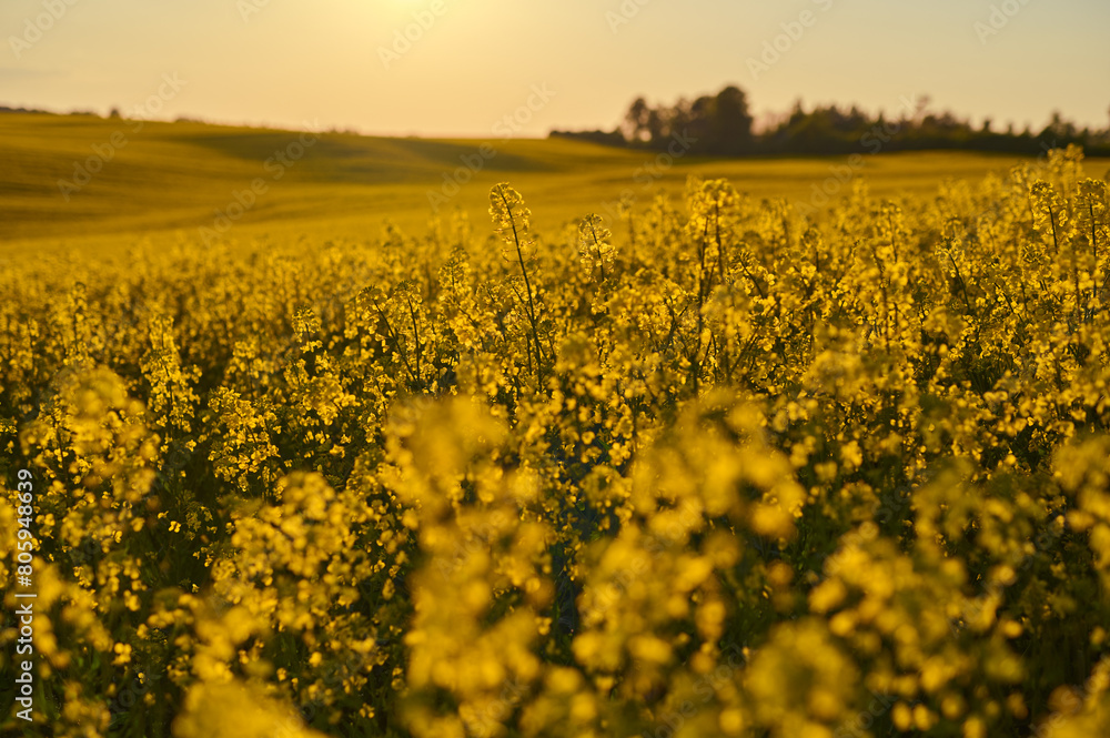 Huge yellow wavy field of blooming rapeseed at sunset