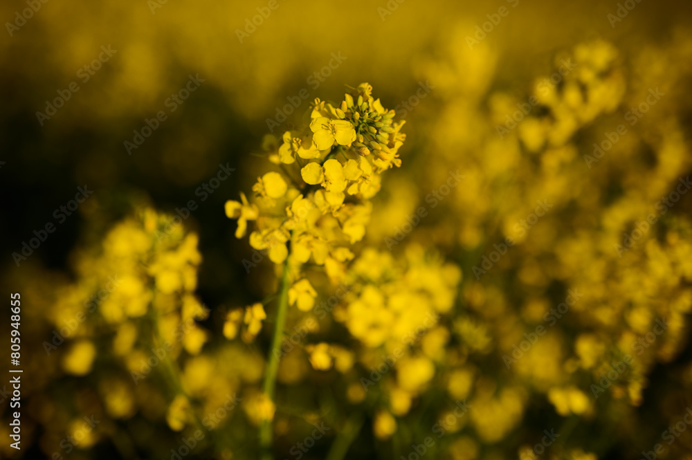 Blooming rapeseed in the field Blooming rapeseed in the field