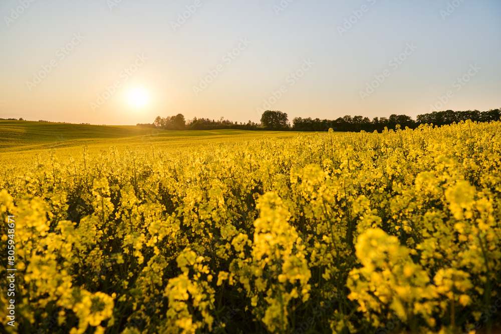 Yellow rapeseed field on the undulating terrain near the forest in the rays of the setting sun behind the tree