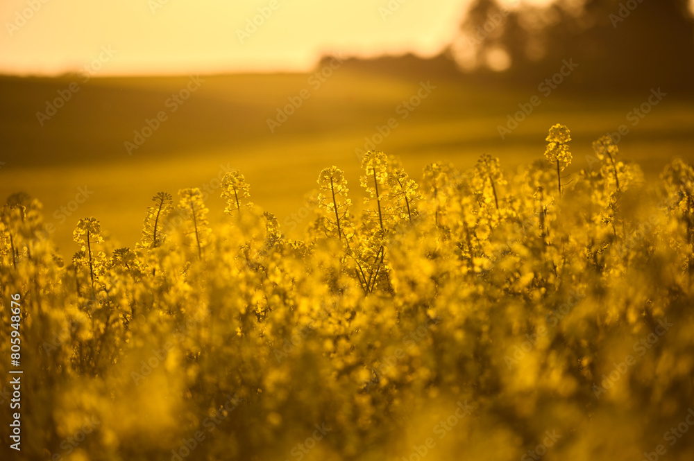 Rapeseed fields enliven the landscape with their intense golden color, encouraging a moment of reflection surrounded by nature