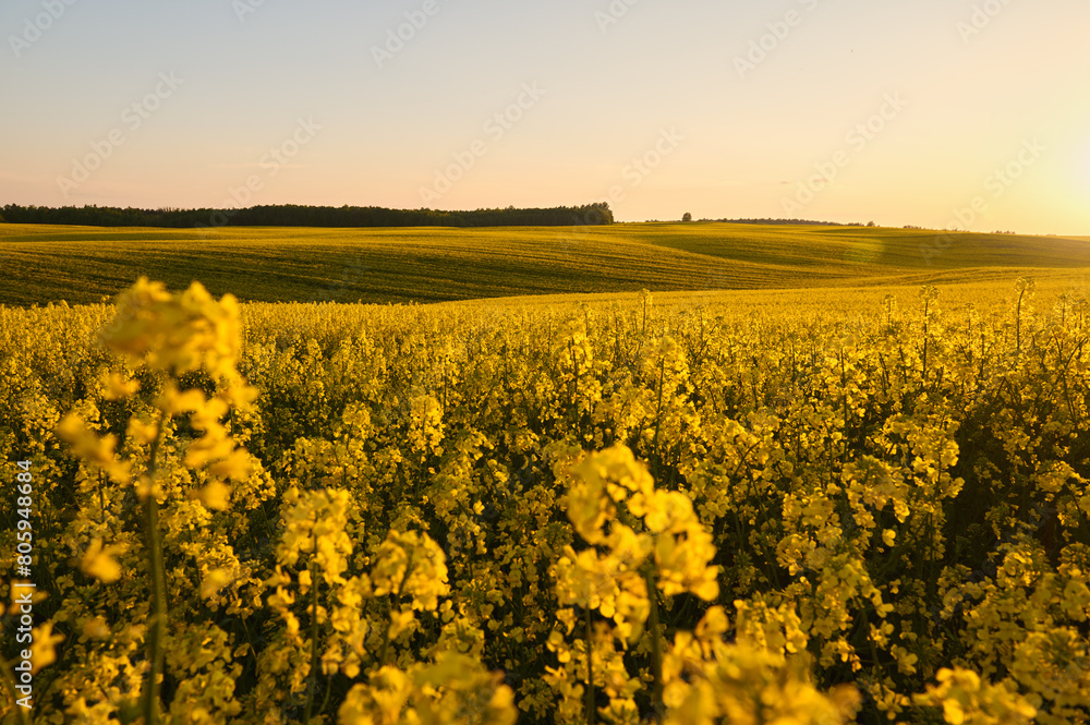 yellow rapeseed field on the undulating terrain near the forest in the rays of the setting sun