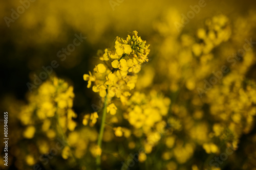 Blooming rapeseed in the field