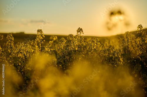 Picturesque rural view of rapeseed flowers in the evening
