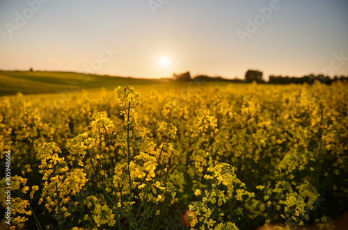 Rapeseed flower in a yellow rapeseed field on undulating terrain near the forest in the rays of the setting sun behind the tree