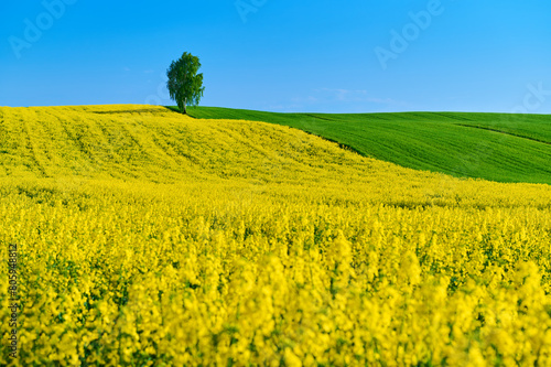 In the middle of the fields, which paint contrasting colors like a canvas, stands a single tree Wrapped in yellow rapeseed and green wheat, it exudes the power of nature,