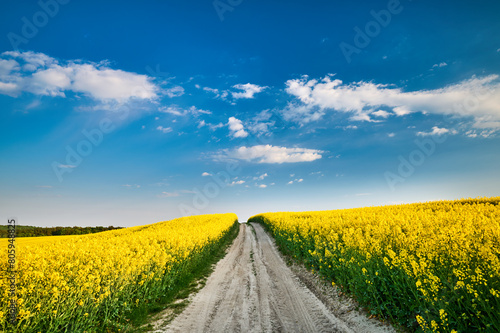 Sandy road between fields of blooming rapeseed under a blue sky with white clouds