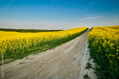 A sandy road picturesquely winding between golden rapeseed fields, which delight with their brilliant spring flowers, creating a contrast with the lush forest floating in the background photo