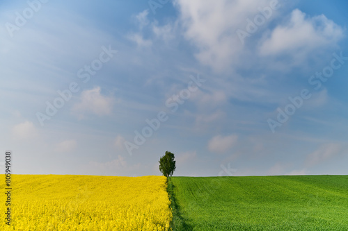 Rural landscape of a yellow rapeseed field and a green grain field under a beautiful blue sky with gentle clouds in spring