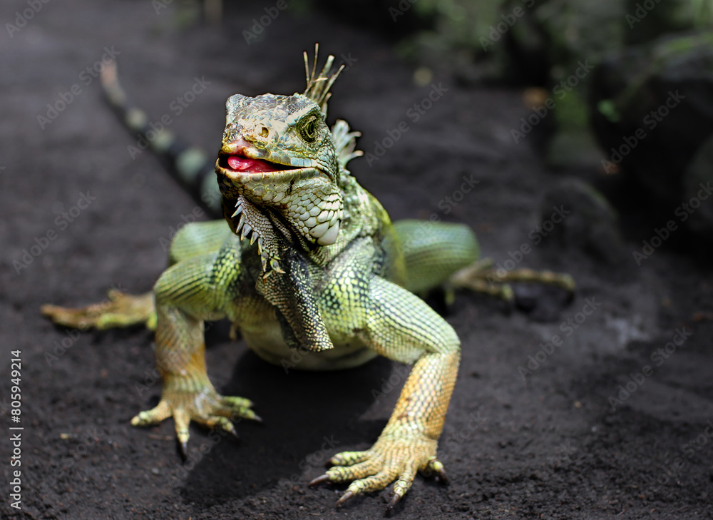 Obraz premium giant reptile sitting on the ground