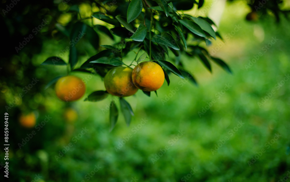 Orange fruit, organic orange garden, oranges ready to harvest and eat. Fresh orange juice from the garden Fruits are beneficial to health