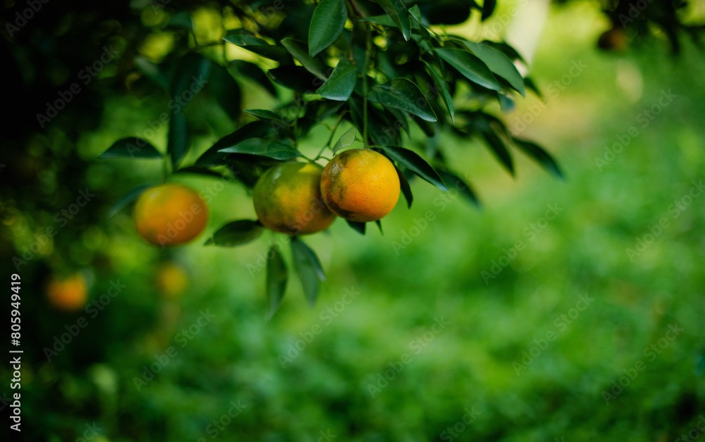 Orange fruit, organic orange garden, oranges ready to harvest and eat. Fresh orange juice from the garden Fruits are beneficial to health Orange fruit, organic orange garden, oranges ready to harvest and eat. Fresh orange juice from the garden Fruits are beneficial to health