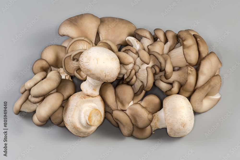 Bunches of raw oyster mushrooms and several button mushrooms Bunches of raw oyster mushrooms and several button mushrooms