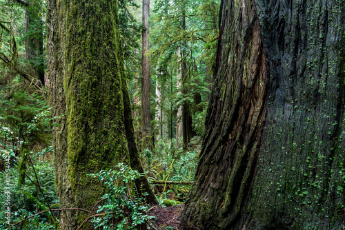 Giant redwood trees in Californian Pacific coastline area 