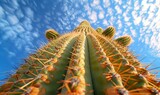 Closeup shot looking up at a giant saguaro cactus