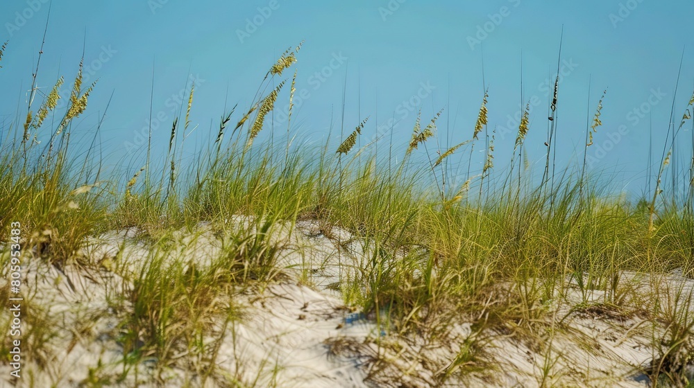 Beachfront property, sandy texture close-up, untouched dunes, clear blue sky Beachfront property, sandy texture close-up, untouched dunes, clear blue sky