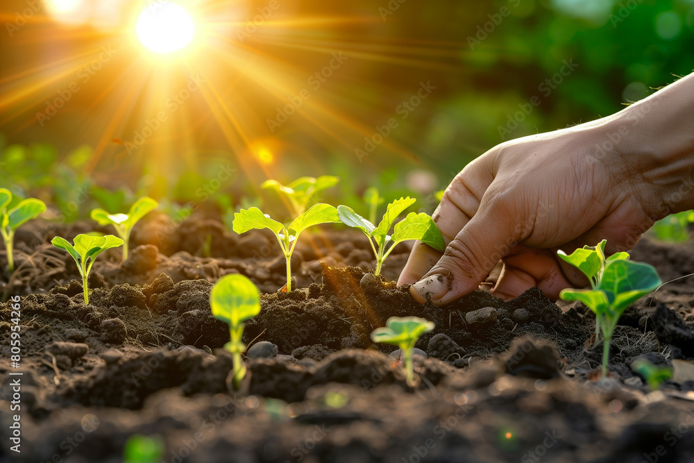 Closeup image of hands preparing to grow a small seedling with soil in the garden Closeup image of hands preparing to grow a small seedling with soil in the garden