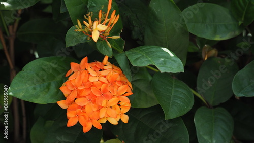 Cluster of Orange Ixora stricta flowers on lower left, with dark green background of leaves photo