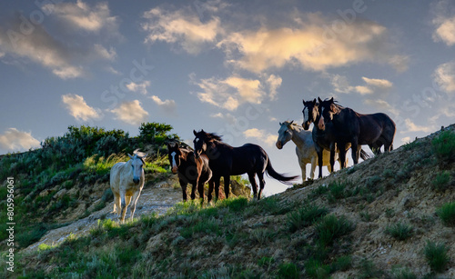 Wild mustang horses on the prairie, Theodore Roosevelt National Park, North Dakota, USA