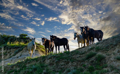 Wild mustang horses on the prairie  Theodore Roosevelt National Park  North Dakota  USA