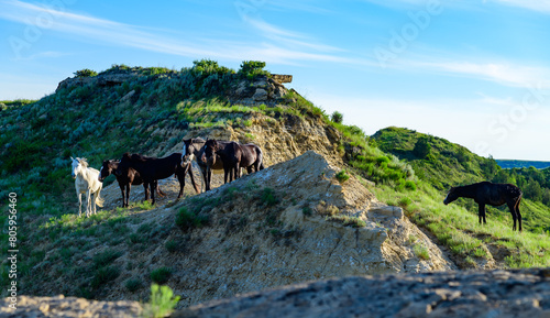 Photos Wild mustang horses on the prairie, Theodore Roosevelt National Park, North Dako