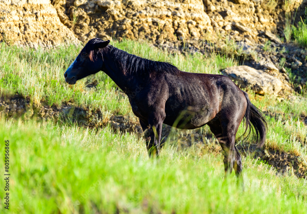 Lonely horse grazing on green grass in Theodore Roosevelt National Park, North Dakota, USA Lonely horse grazing on green grass in Theodore Roosevelt National Park, North Dakota, USA
