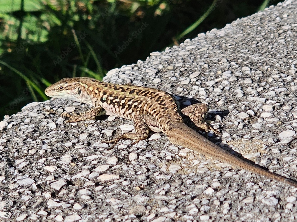 Fototapeta premium lizard on a rock