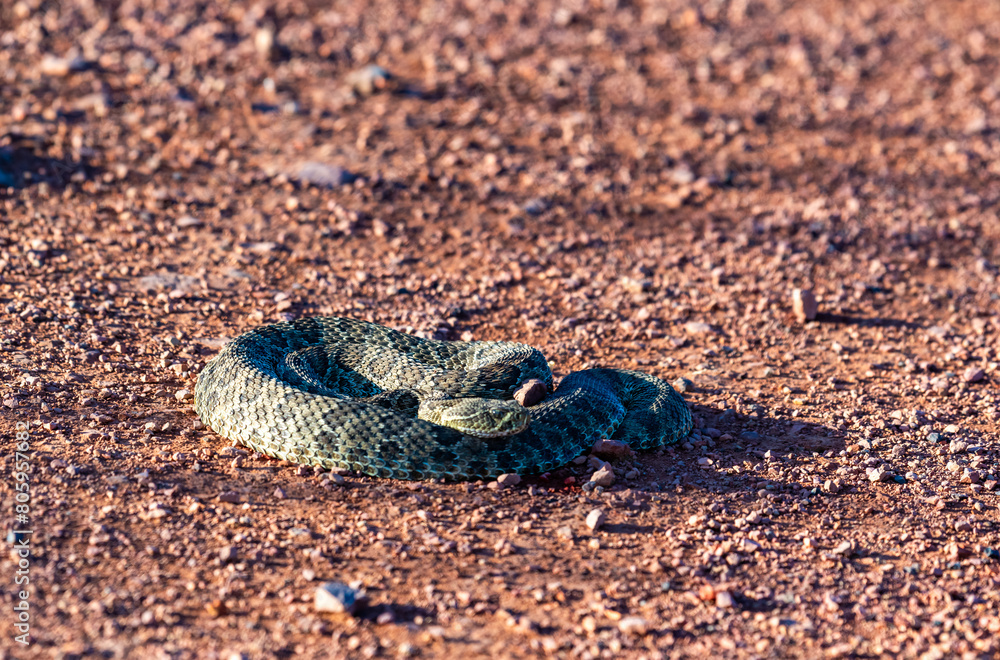 Mohave Rattlesnake (Crotalus scutulatus), Theodore Roosevelt National Park, North Dakota, USA Mohave Rattlesnake (Crotalus scutulatus), Theodore Roosevelt National Park, North Dakota, USA