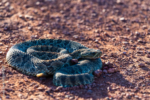 Mohave Rattlesnake (Crotalus scutulatus), Theodore Roosevelt National Park, North Dakota, USA photo