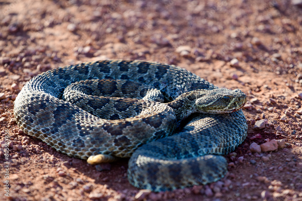 Obraz premium Mohave Rattlesnake (Crotalus scutulatus), Theodore Roosevelt National Park, North Dakota, USA