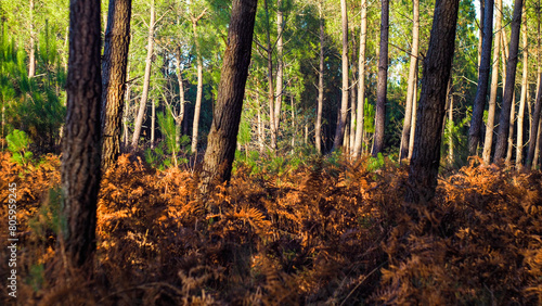 Forêt des Landes de Gascogne, pendant le coucher du soleil, en automne