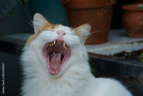 Cute portrait of a happy cat in the garden