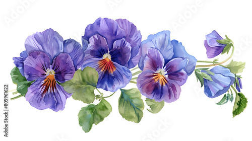 Bouquet of the blue garden tricolor pansy flower (Viola tricolor, viola arvensis, heartsease, violet, kiss-me-quick) Hand drawn botanical watercolor painting illustration isolated on white background  © Ziyan