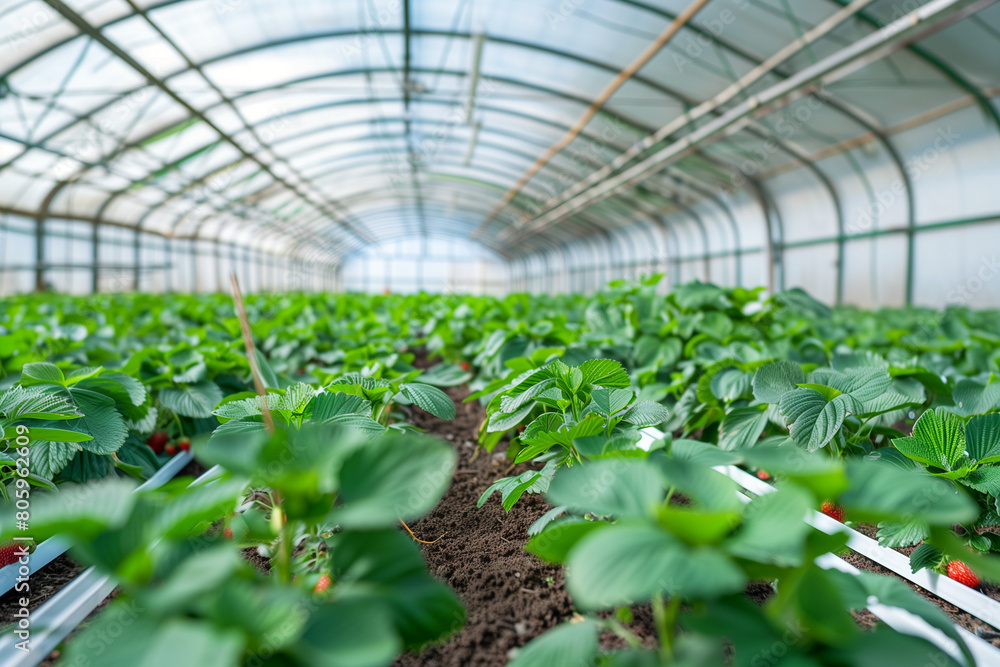 strawberry greenhouse with smart farming technology with sensors for automatically lighting and watering plant nursery, growing red berry for sell strawberry greenhouse with smart farming technology with sensors for automatically lighting and watering plant nursery, growing red berry for sell