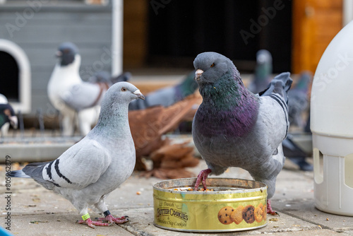 Taubenvoliere mit Stadttauben und Zuchttauben photo
