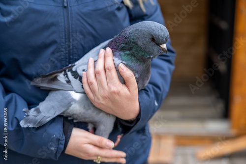 Taubenvoliere mit Stadttauben und Zuchttauben photo